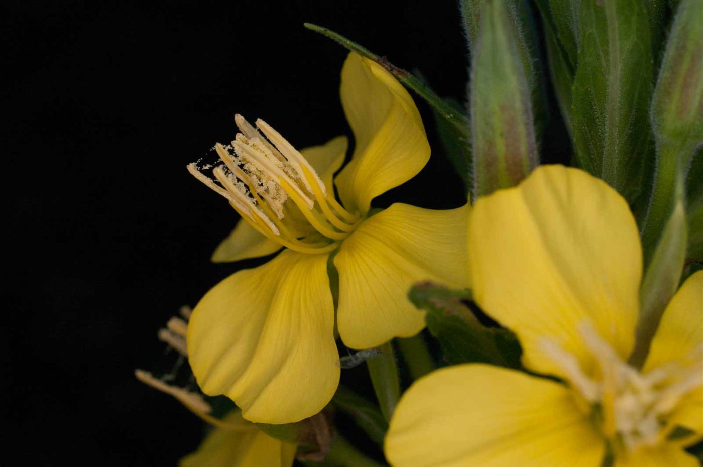 2017-06-20 - NSG Halde Pluto-Wilhelm HER-Wanne