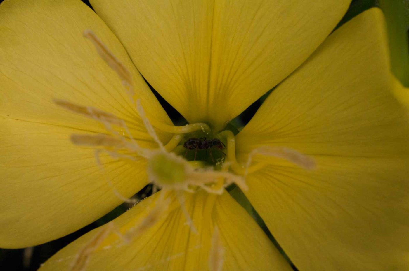 2017-06-20 - NSG Halde Pluto-Wilhelm HER-Wanne