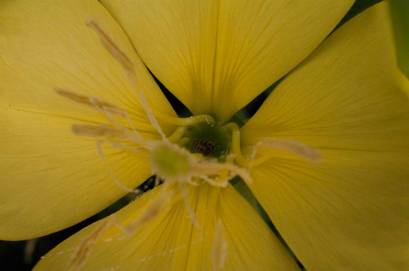 2017-06-20 - NSG Halde Pluto-Wilhelm HER-Wanne