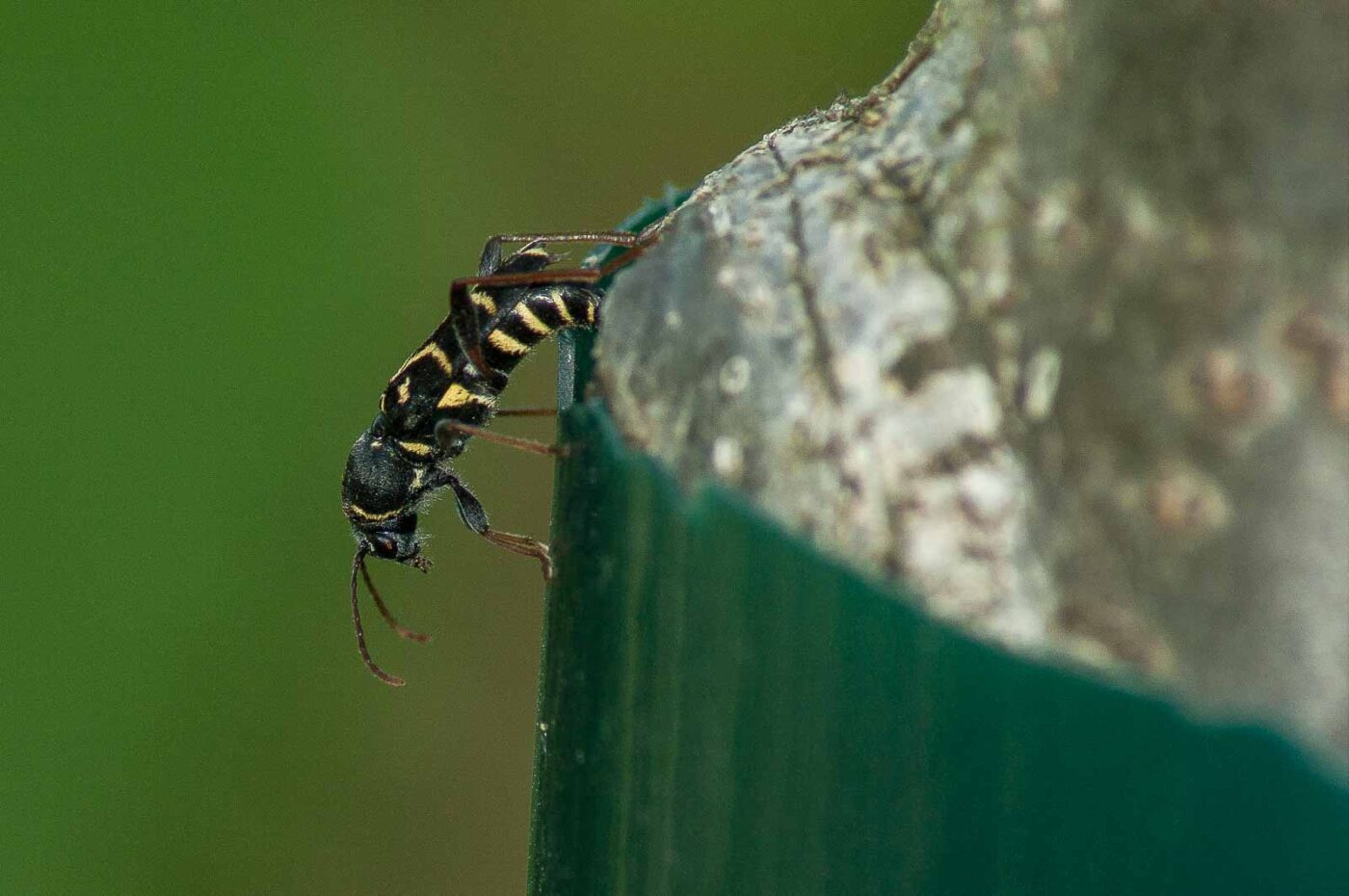 2017-06-26 - NSG Brandheide Recklinghausen