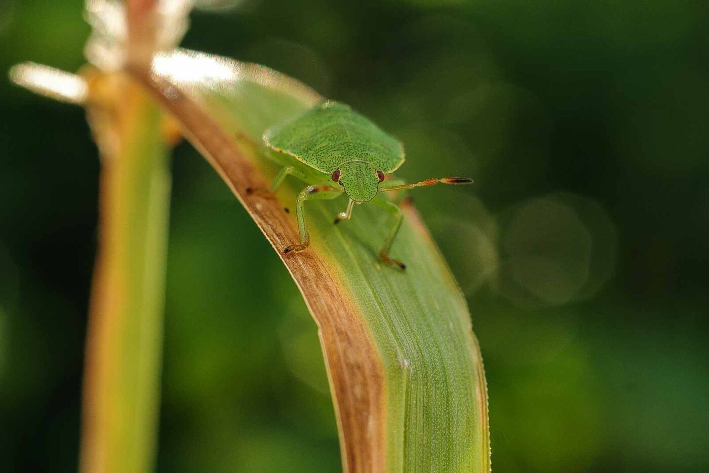 2017-06-26 - NSG Brandheide Recklinghausen