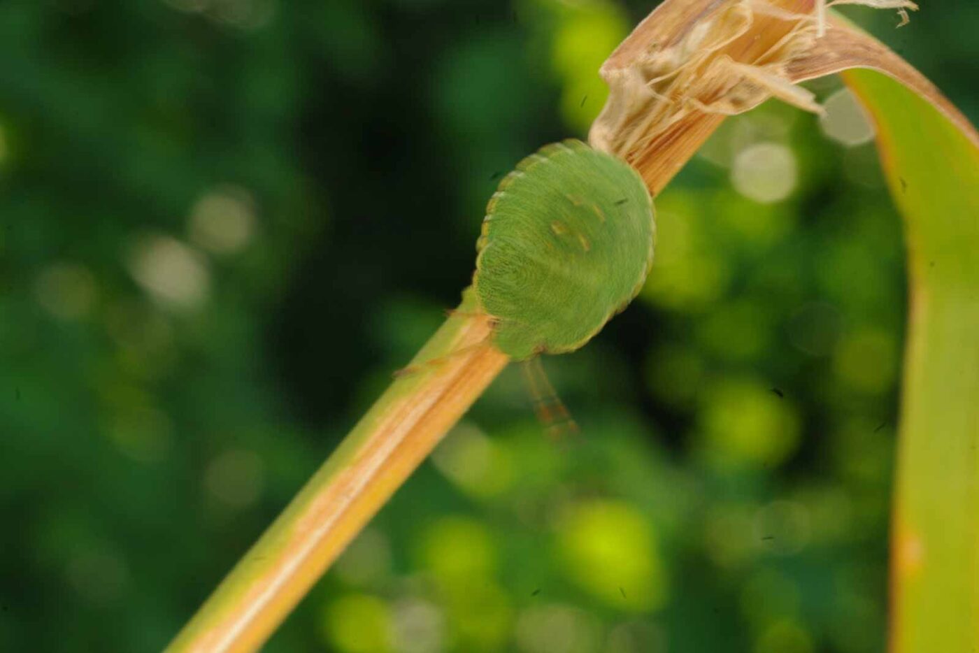 2017-06-26 - NSG Brandheide Recklinghausen