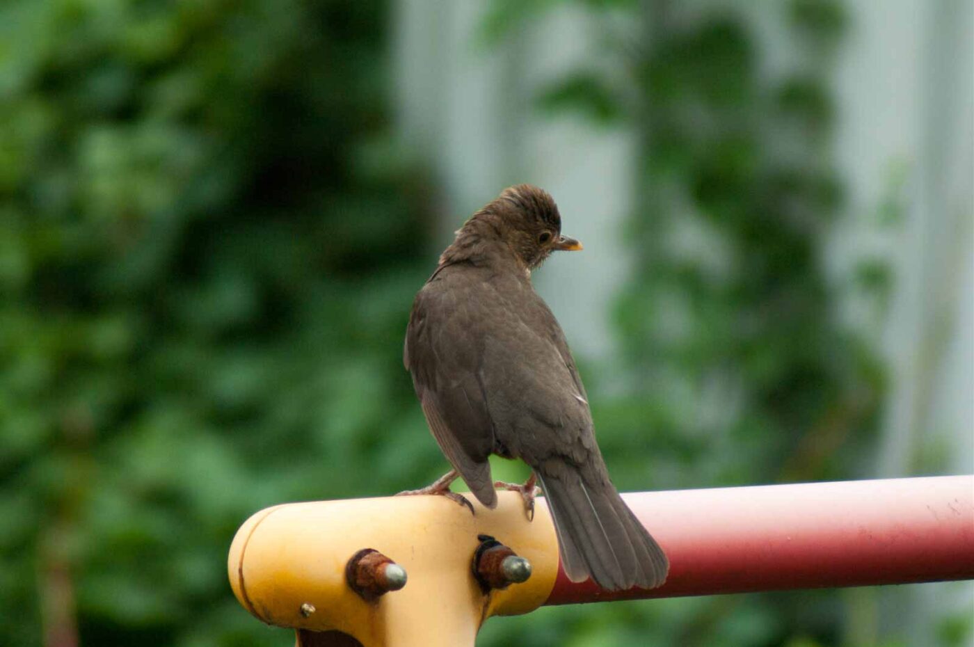 2017-07-16 - RE-sidenzia auf'm BallKong