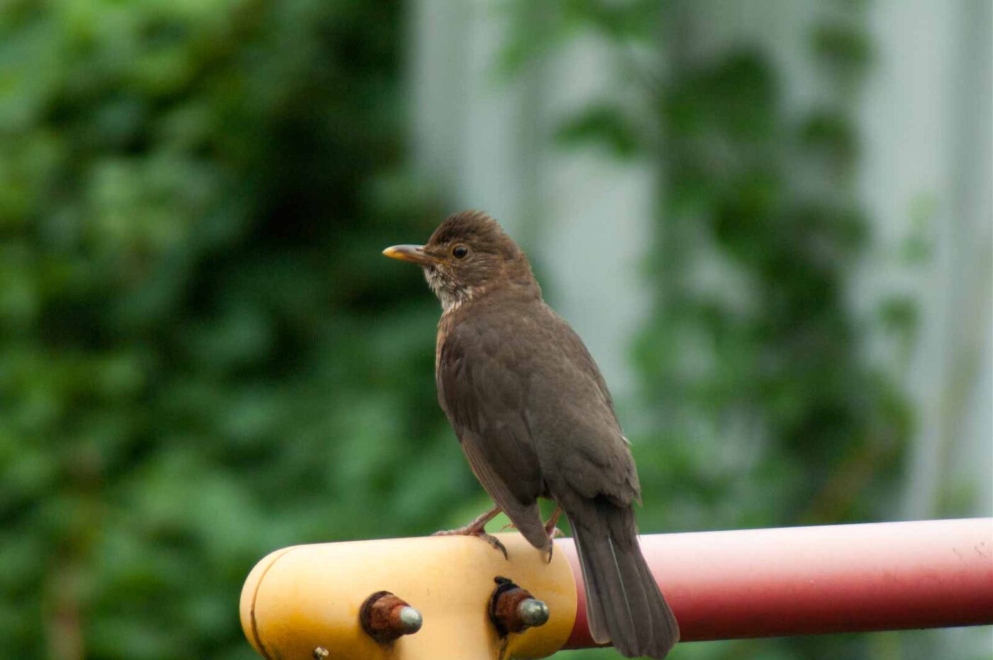 2017-07-16 - RE-sidenzia auf'm BallKong