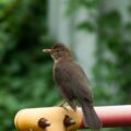 2017-07-16 - RE-sidenzia auf'm BallKong