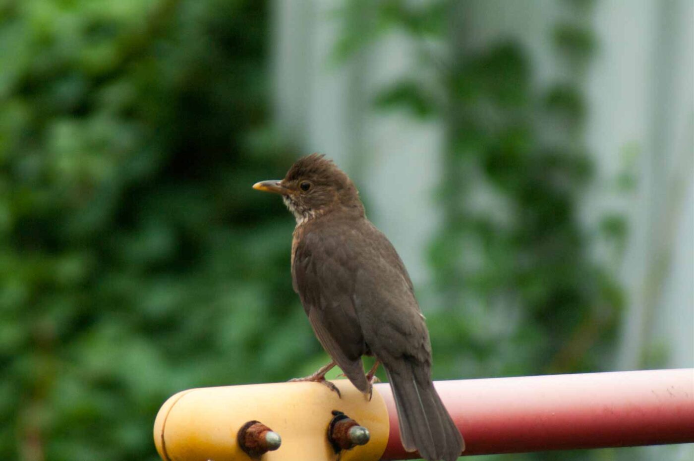2017-07-16 - RE-sidenzia auf'm BallKong