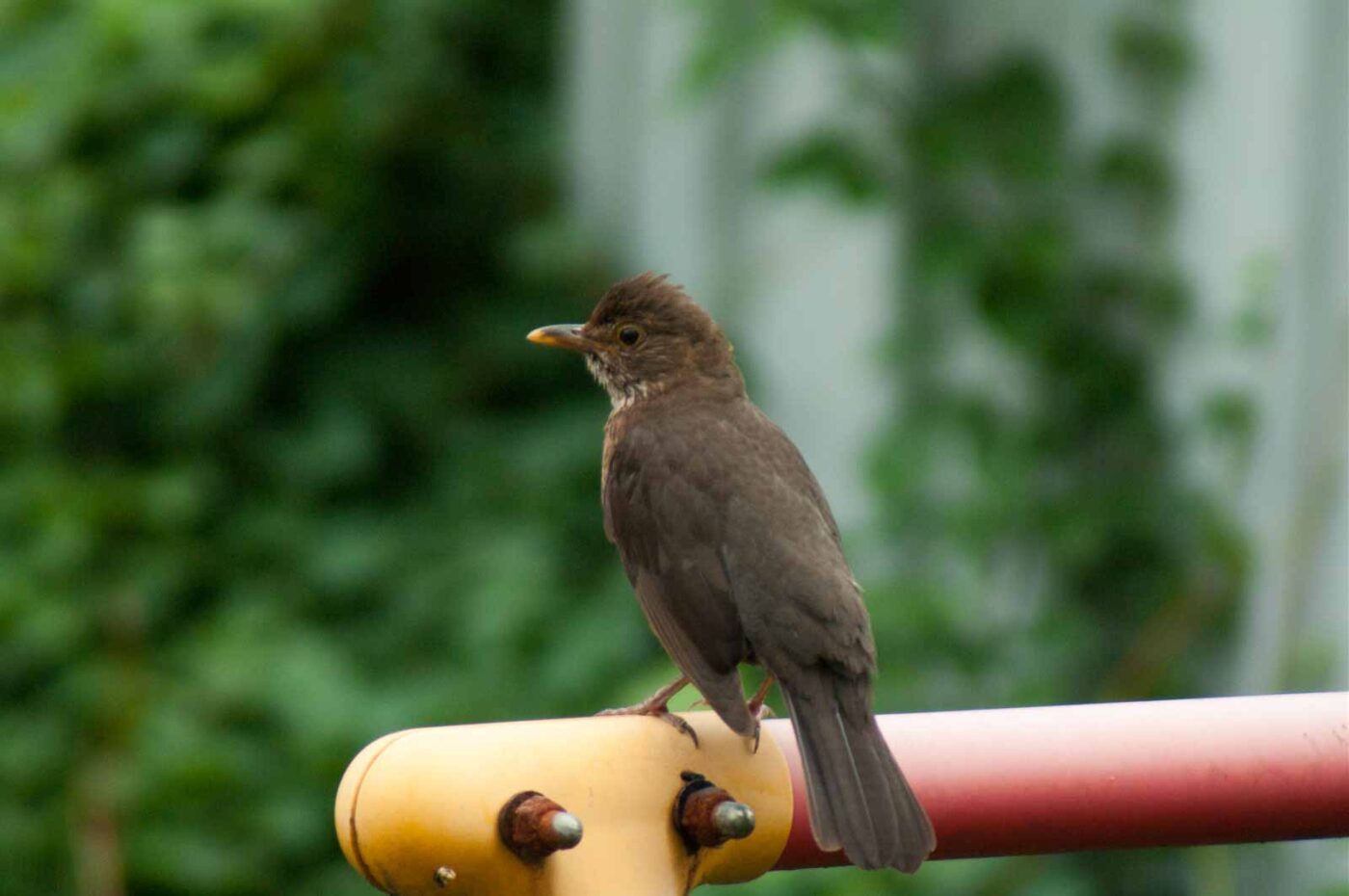 2017-07-16 - RE-sidenzia auf'm BallKong