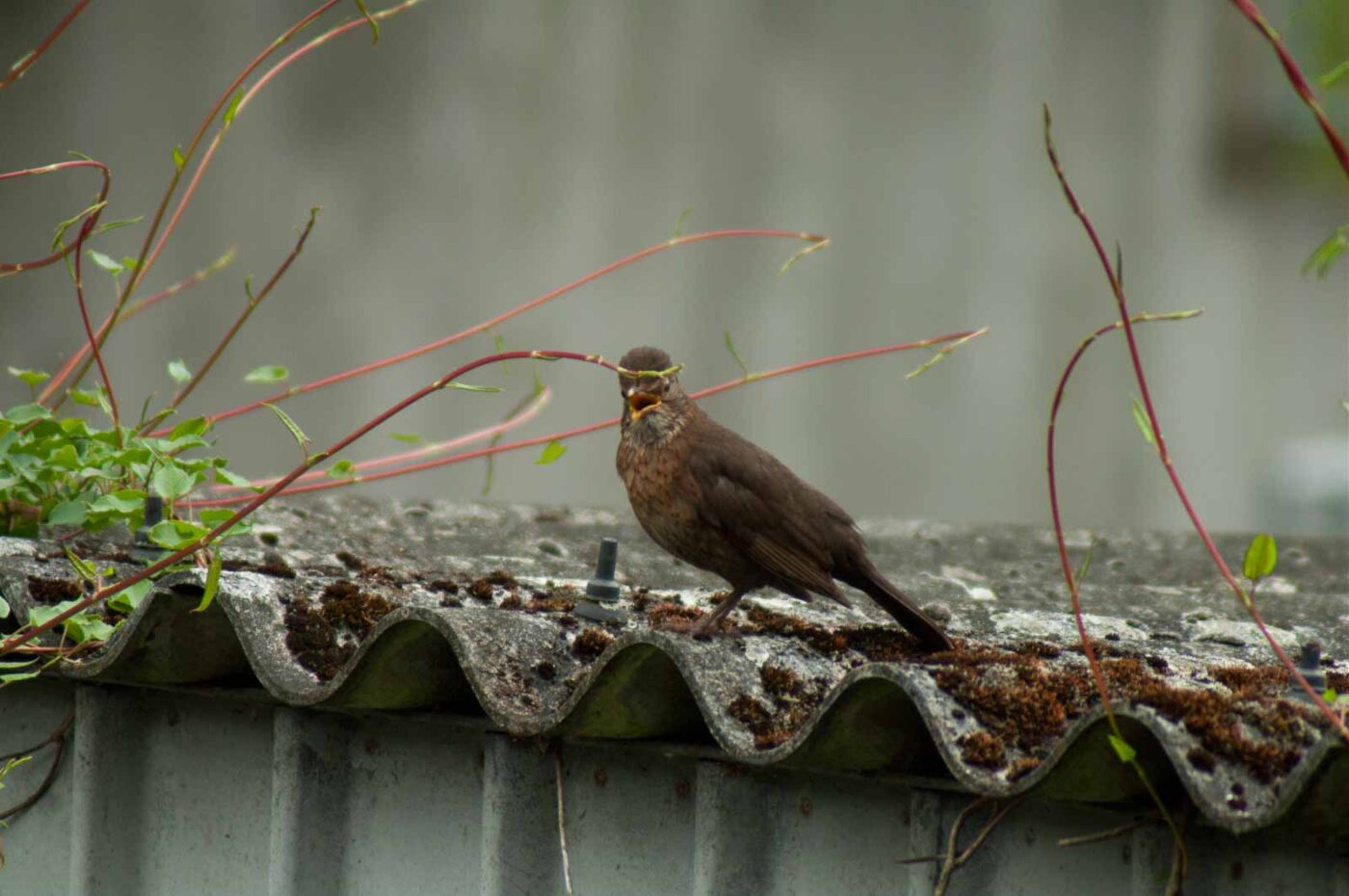 2017-07-16 - RE-sidenzia auf'm BallKong