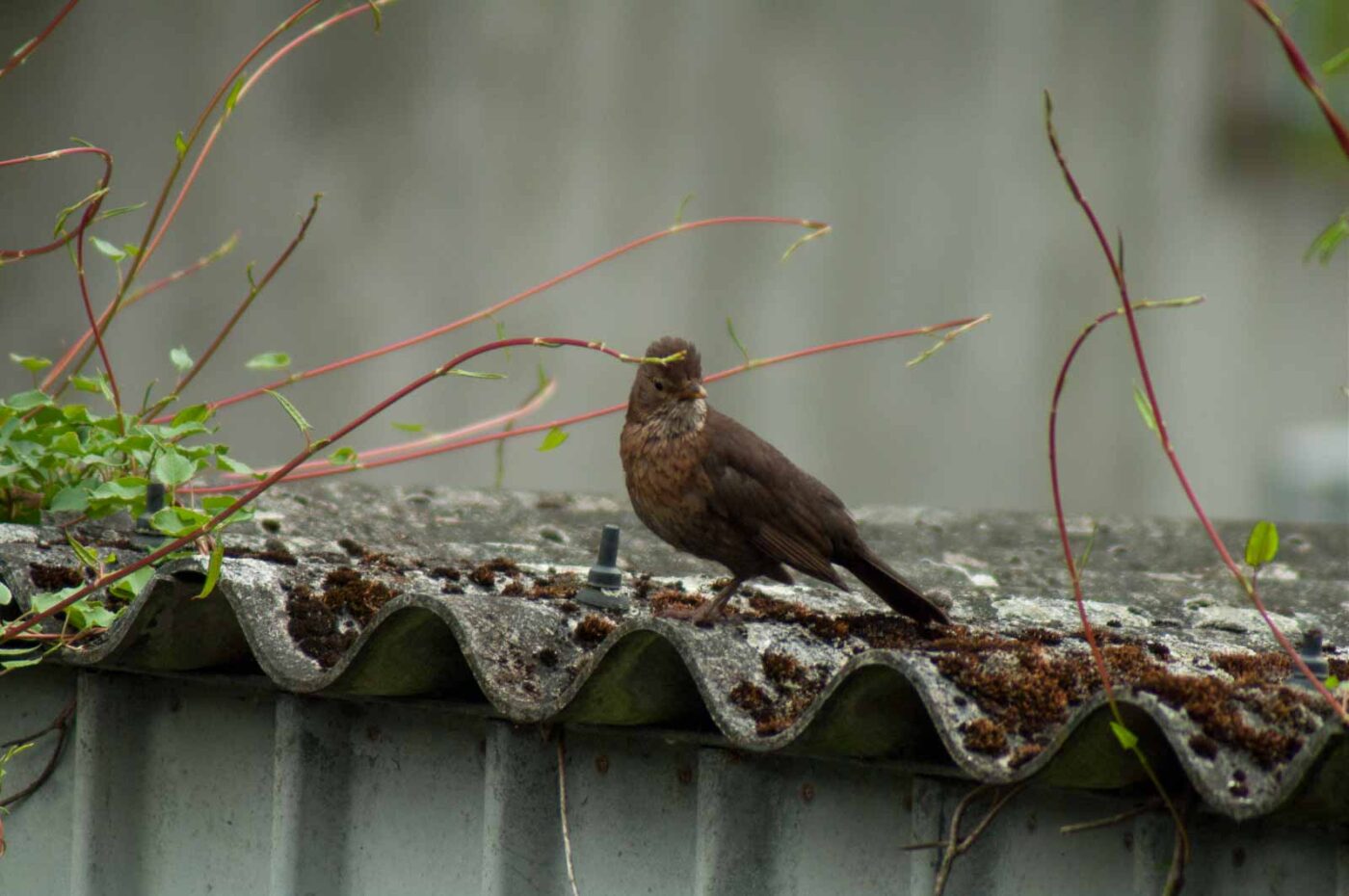 2017-07-16 - RE-sidenzia auf'm BallKong