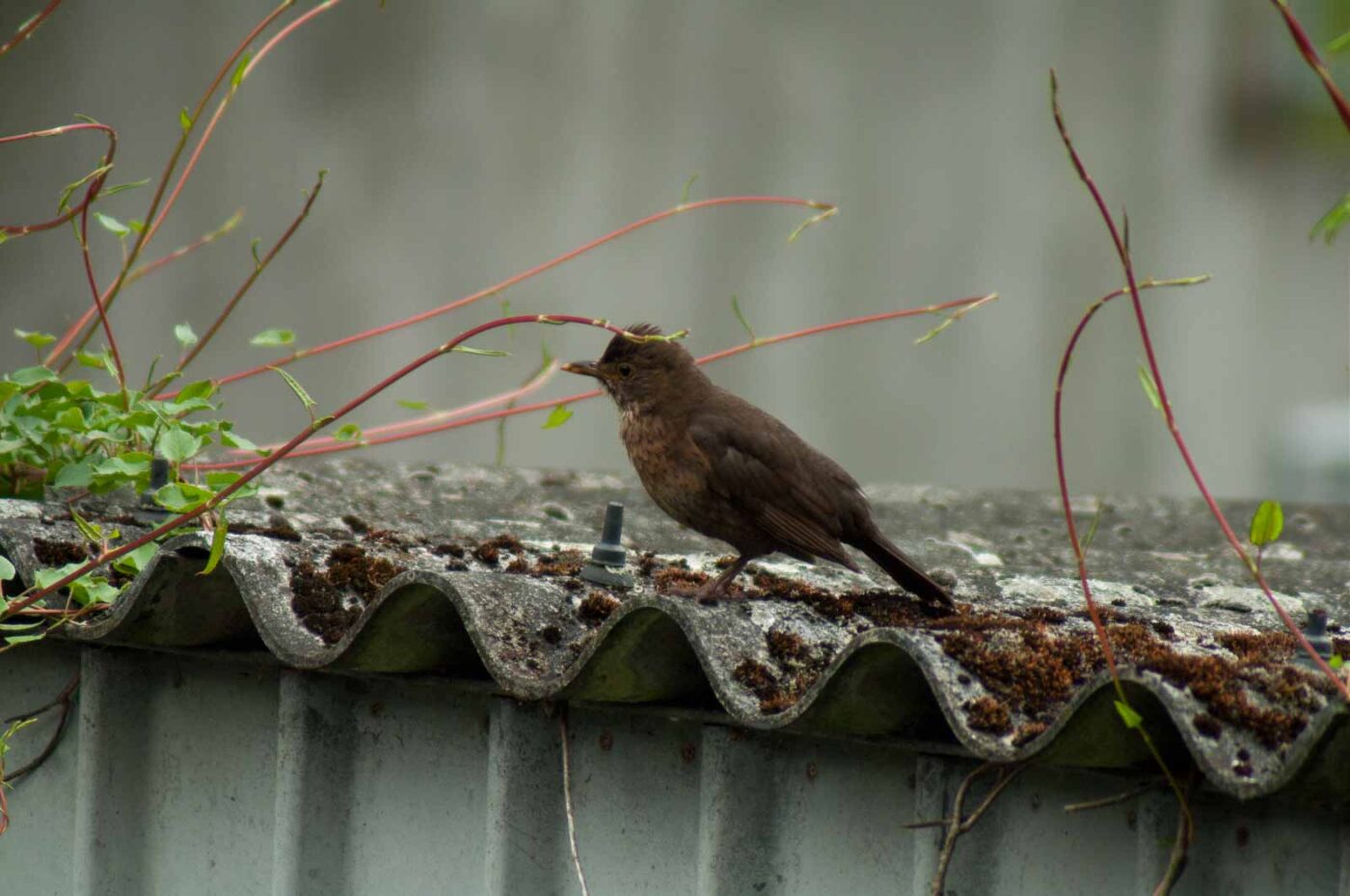 2017-07-16 - RE-sidenzia auf'm BallKong