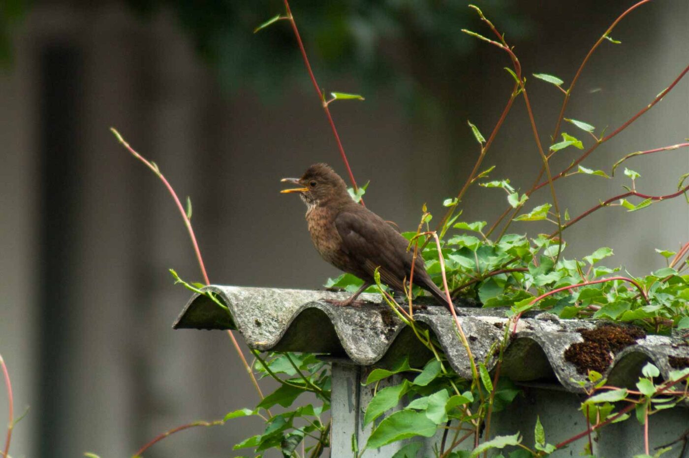 2017-07-16 - RE-sidenzia auf'm BallKong