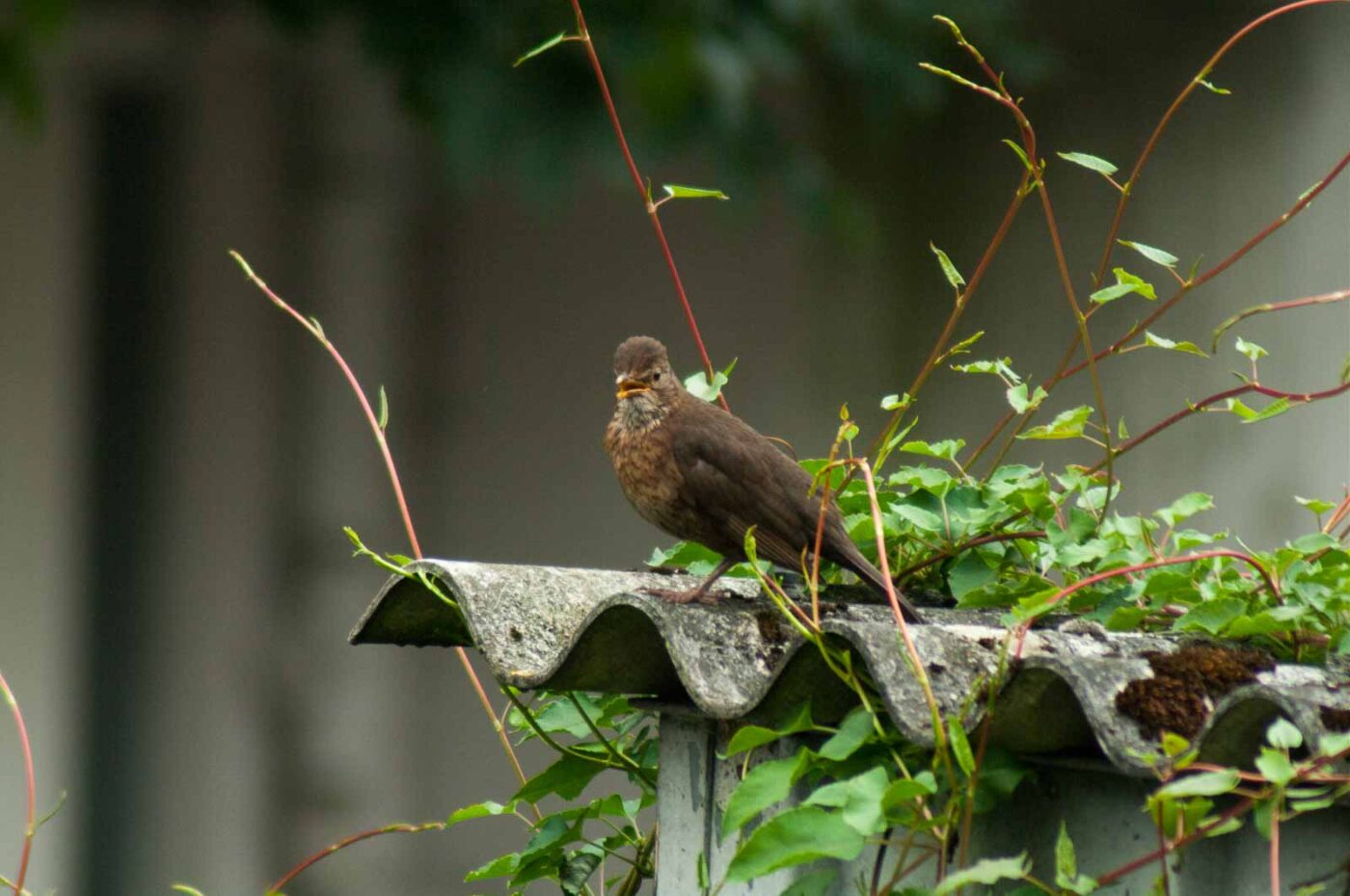 2017-07-16 - RE-sidenzia auf'm BallKong