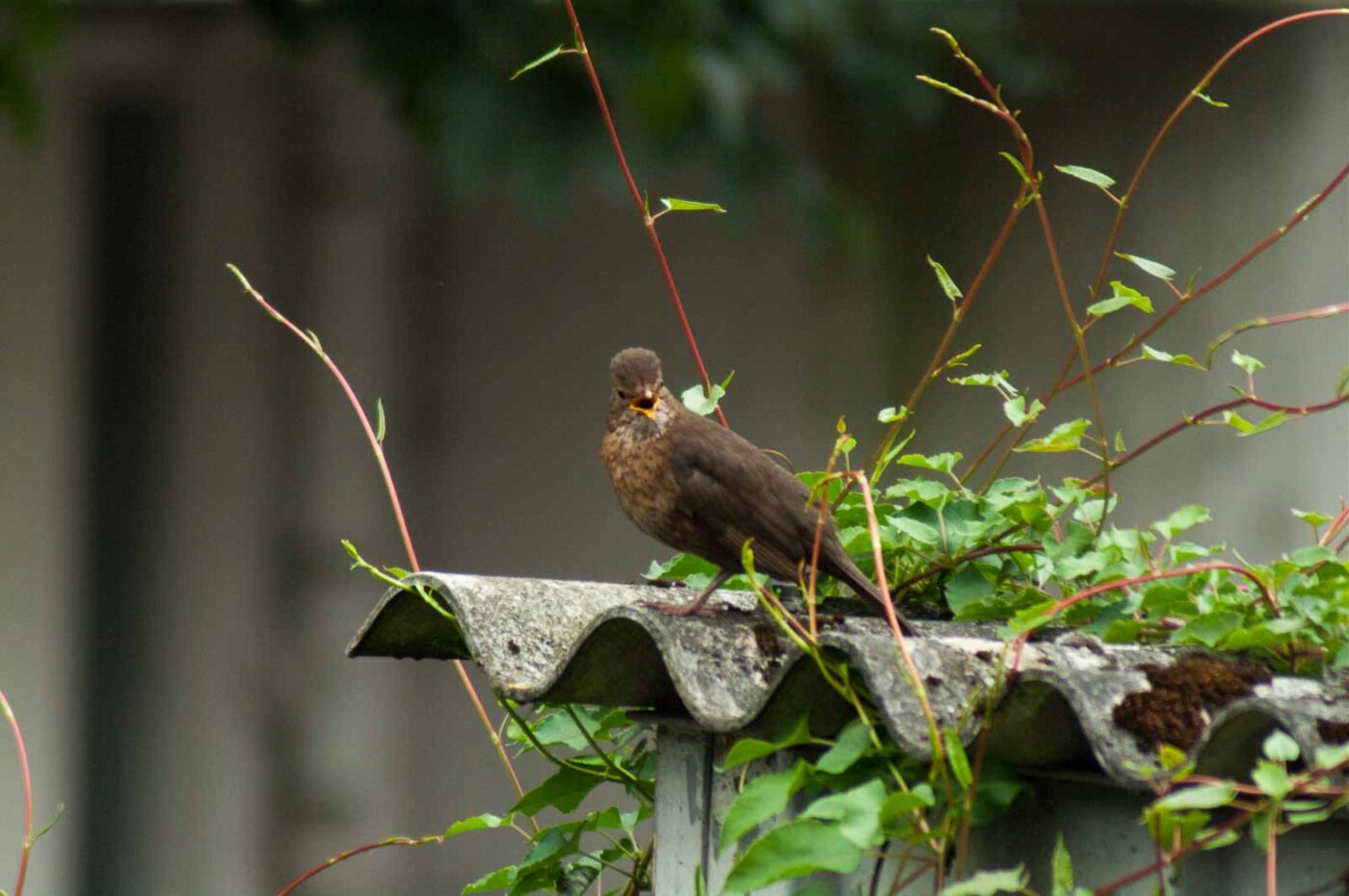 2017-07-16 - RE-sidenzia auf'm BallKong