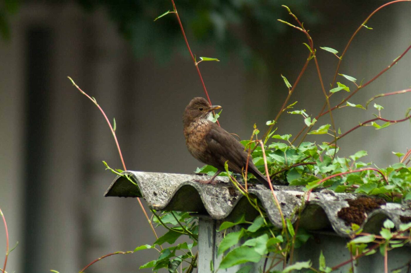 2017-07-16 - RE-sidenzia auf'm BallKong