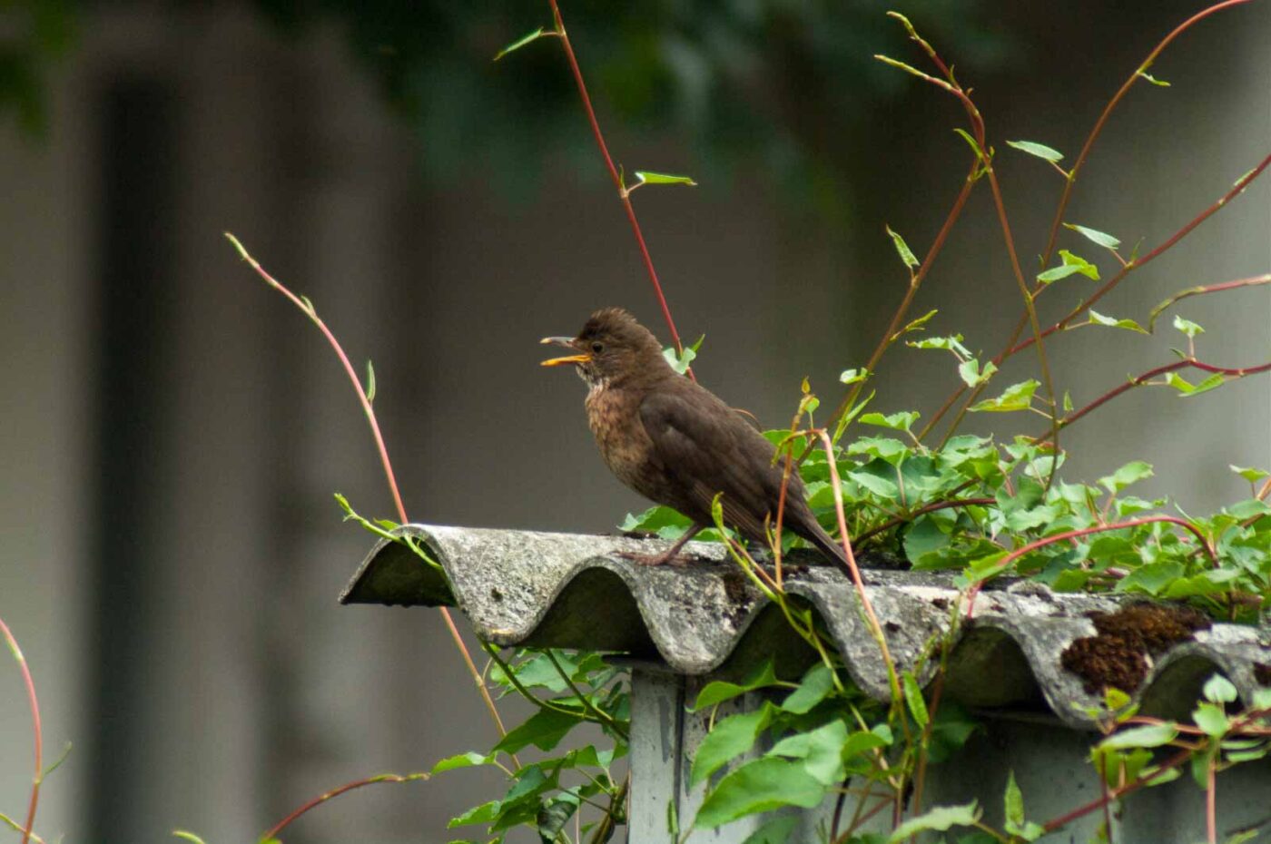 2017-07-16 - RE-sidenzia auf'm BallKong