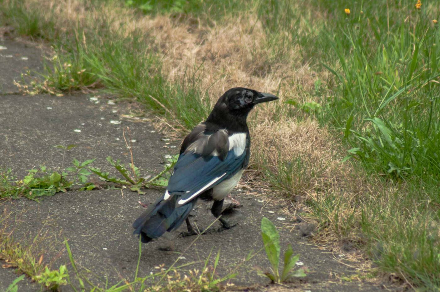 2017-07-16 - RE-sidenzia auf'm BallKong