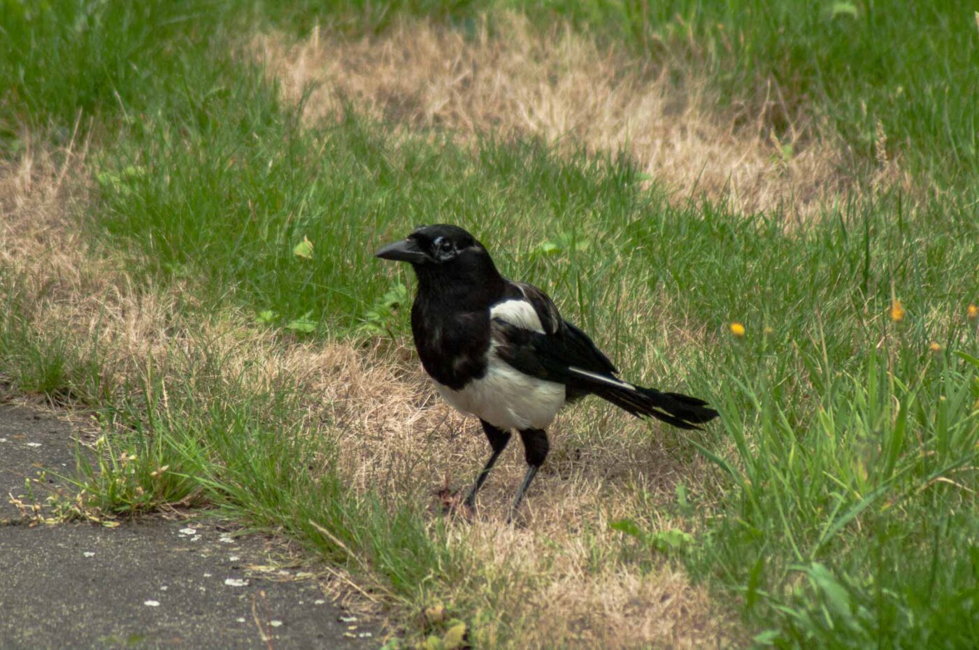 2017-07-16 - RE-sidenzia auf'm BallKong