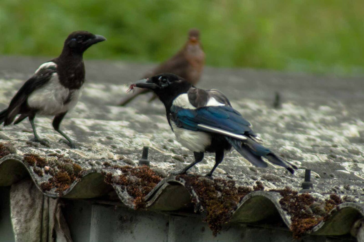 2017-07-16 - RE-sidenzia auf'm BallKong