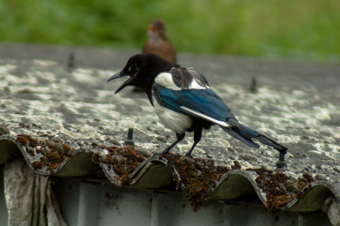 2017-07-16 - RE-sidenzia auf'm BallKong