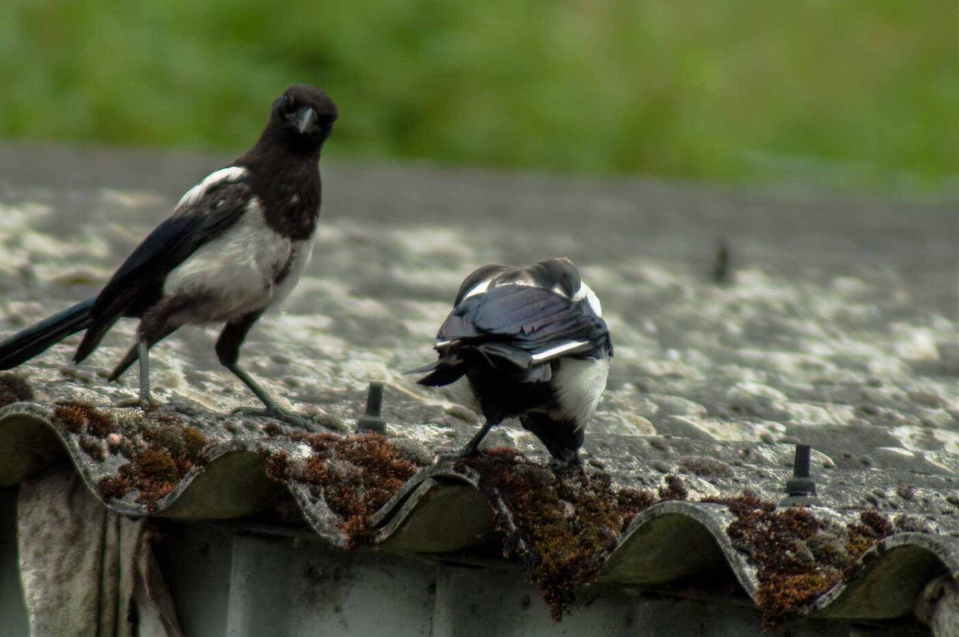 2017-07-16 - RE-sidenzia auf'm BallKong