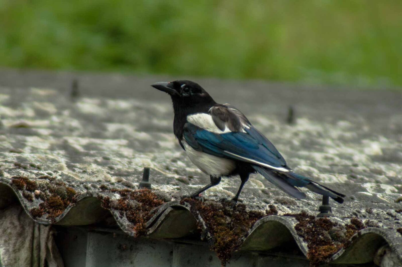 2017-07-16 - RE-sidenzia auf'm BallKong