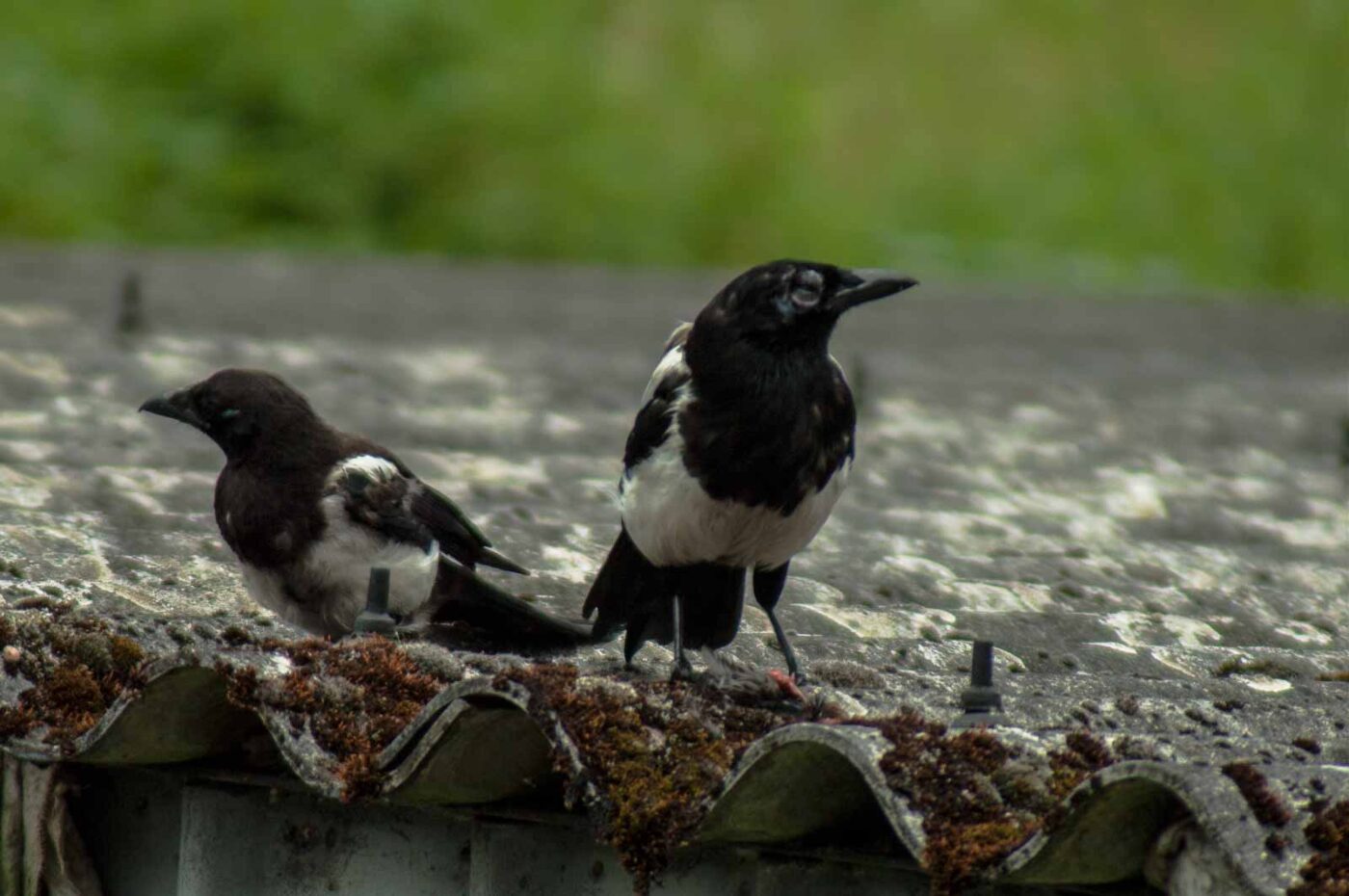 2017-07-16 - RE-sidenzia auf'm BallKong