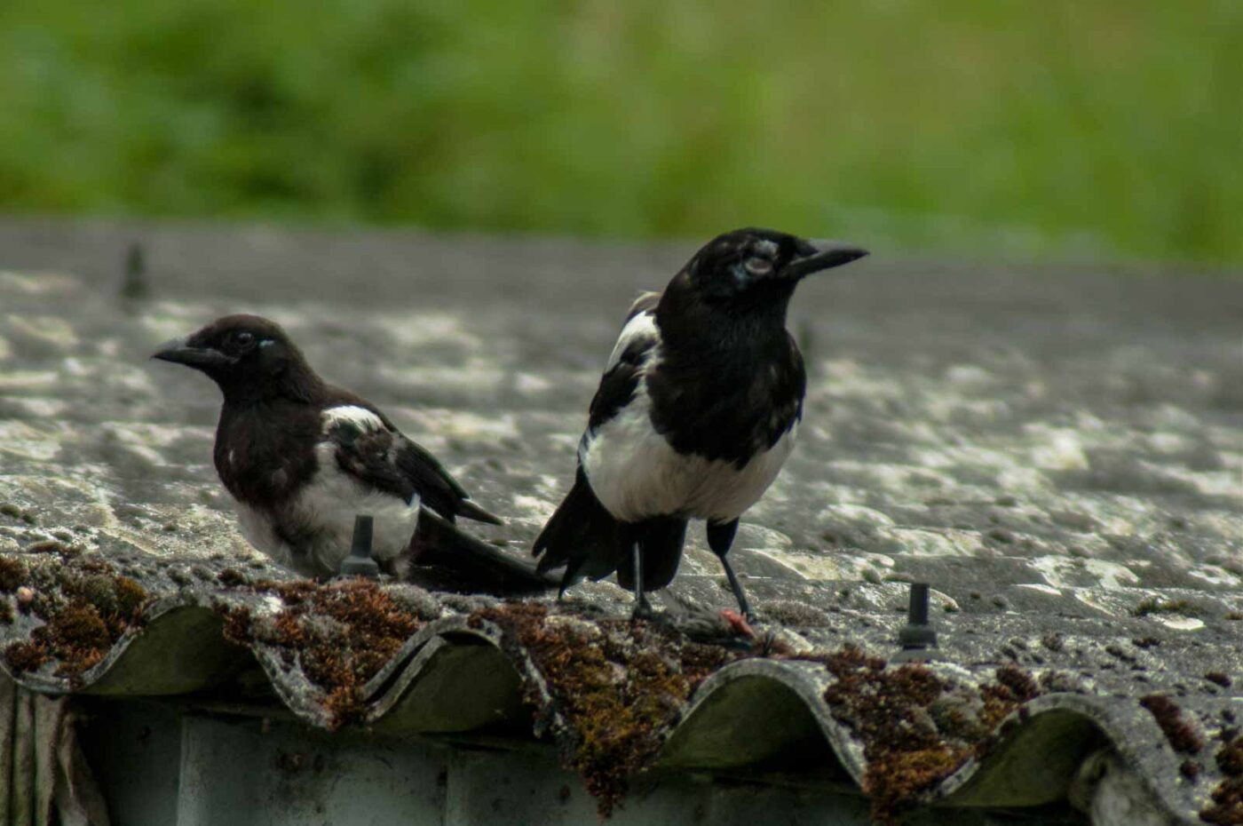 2017-07-16 - RE-sidenzia auf'm BallKong