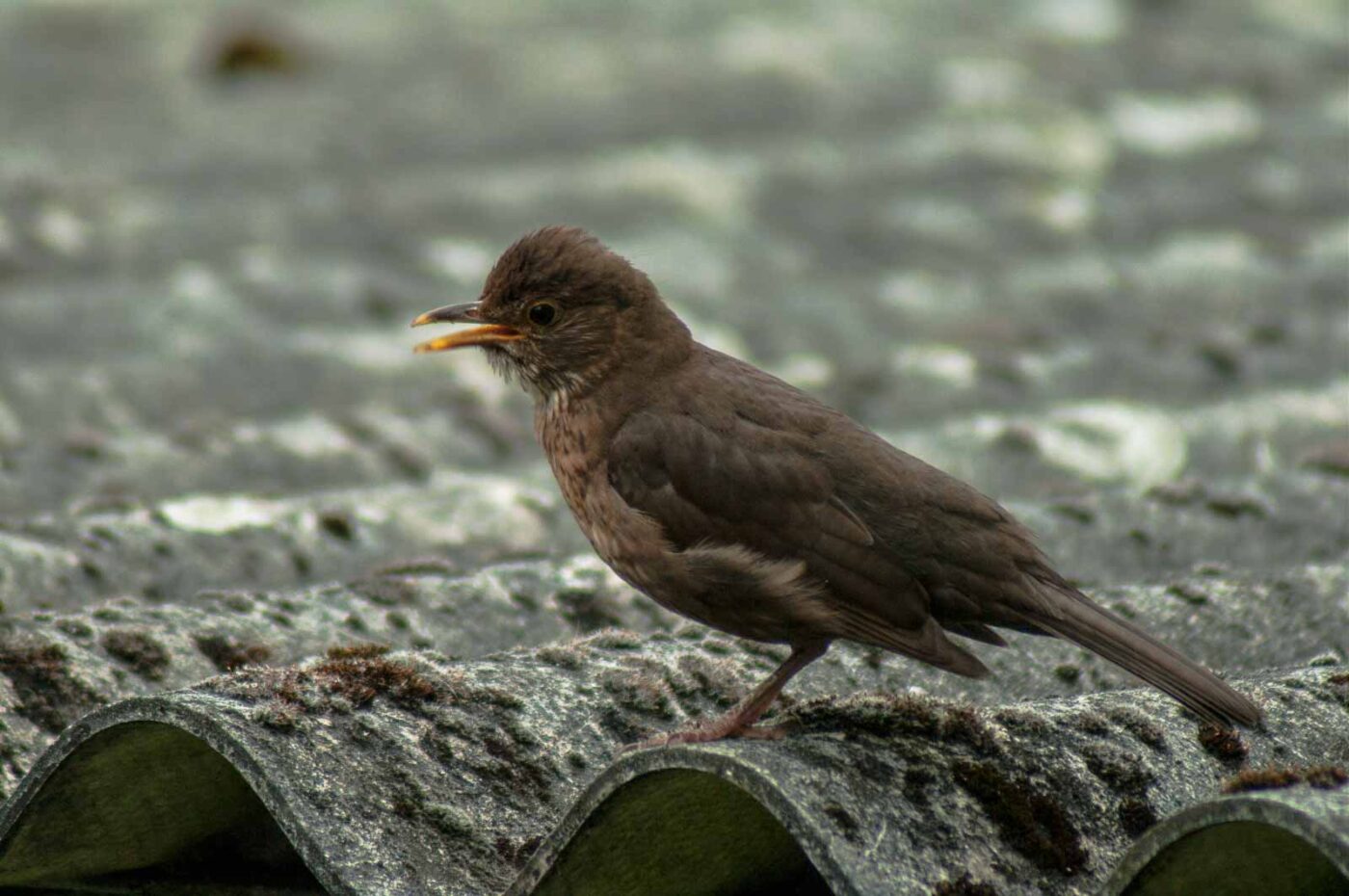 2017-07-16 - RE-sidenzia auf'm BallKong