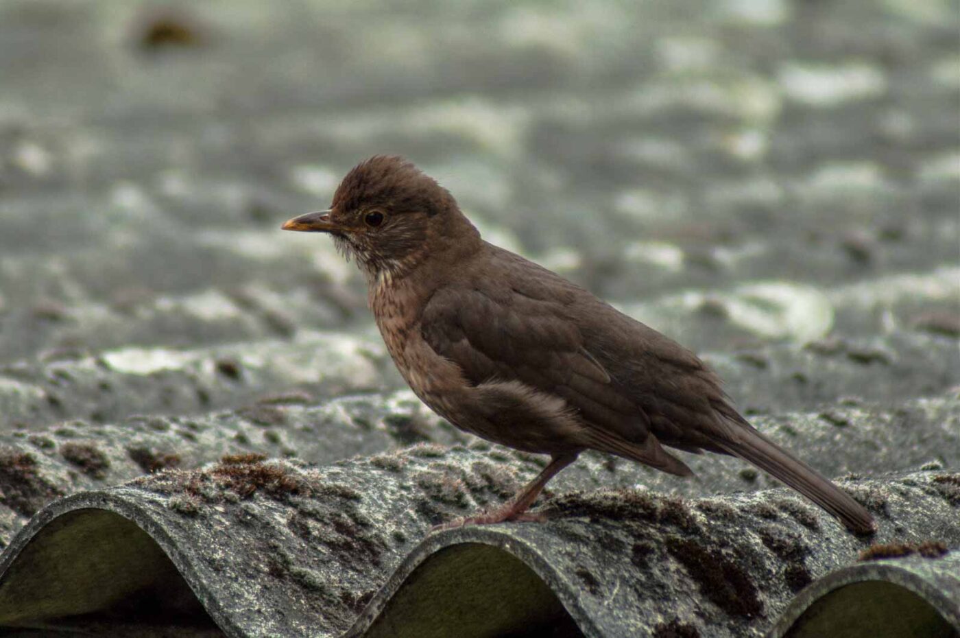 2017-07-16 - RE-sidenzia auf'm BallKong