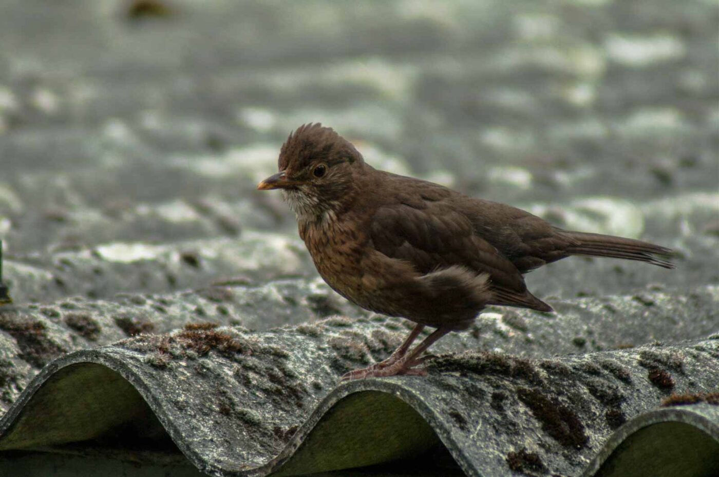 2017-07-16 - RE-sidenzia auf'm BallKong