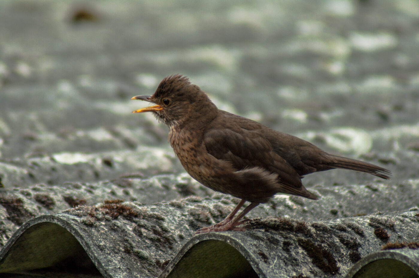 2017-07-16 - RE-sidenzia auf'm BallKong