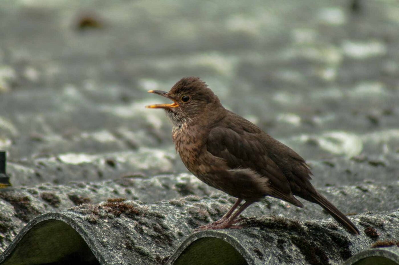 2017-07-16 - RE-sidenzia auf'm BallKong