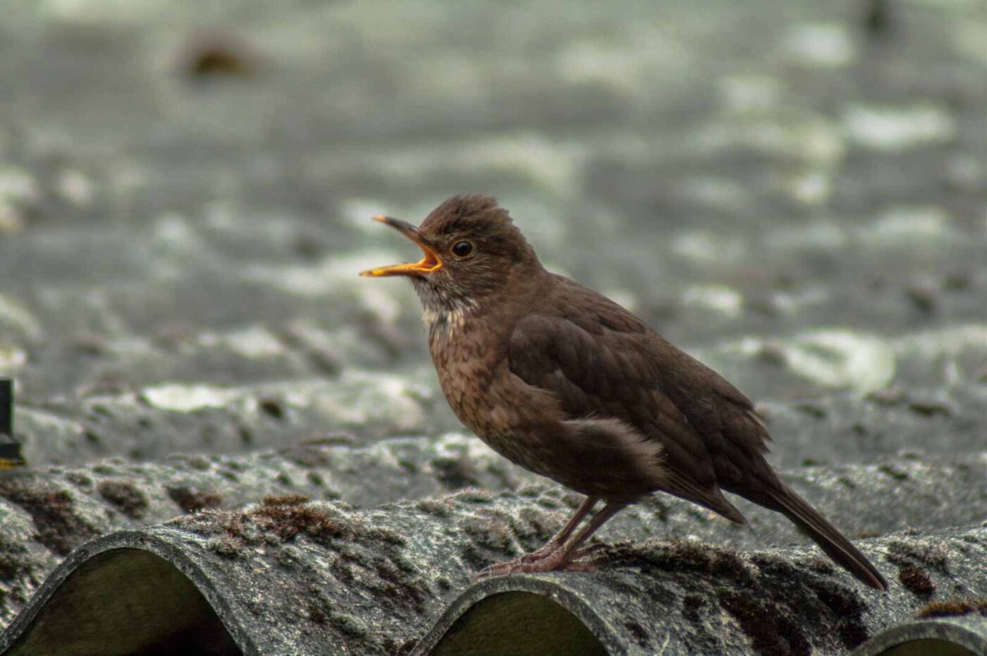 2017-07-16 - RE-sidenzia auf'm BallKong