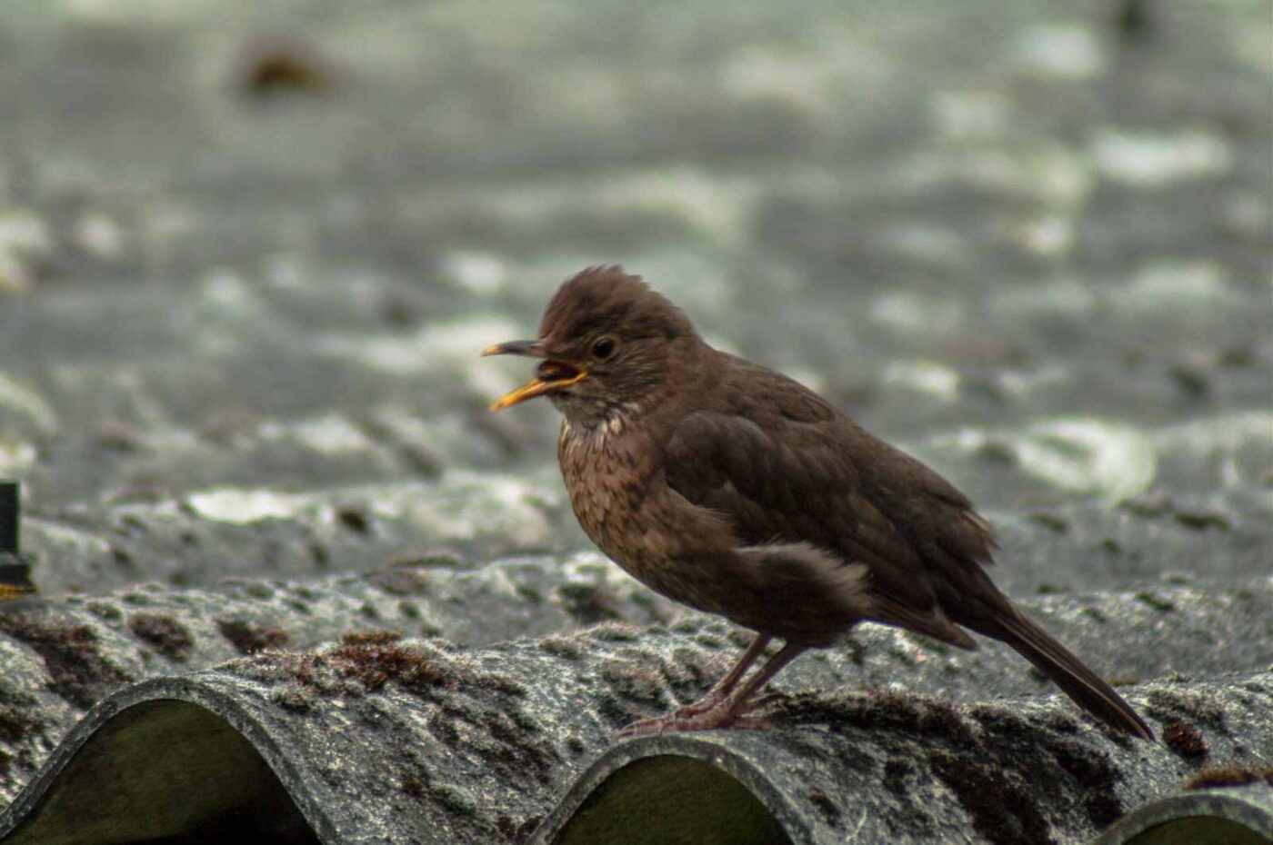 2017-07-16 - RE-sidenzia auf'm BallKong