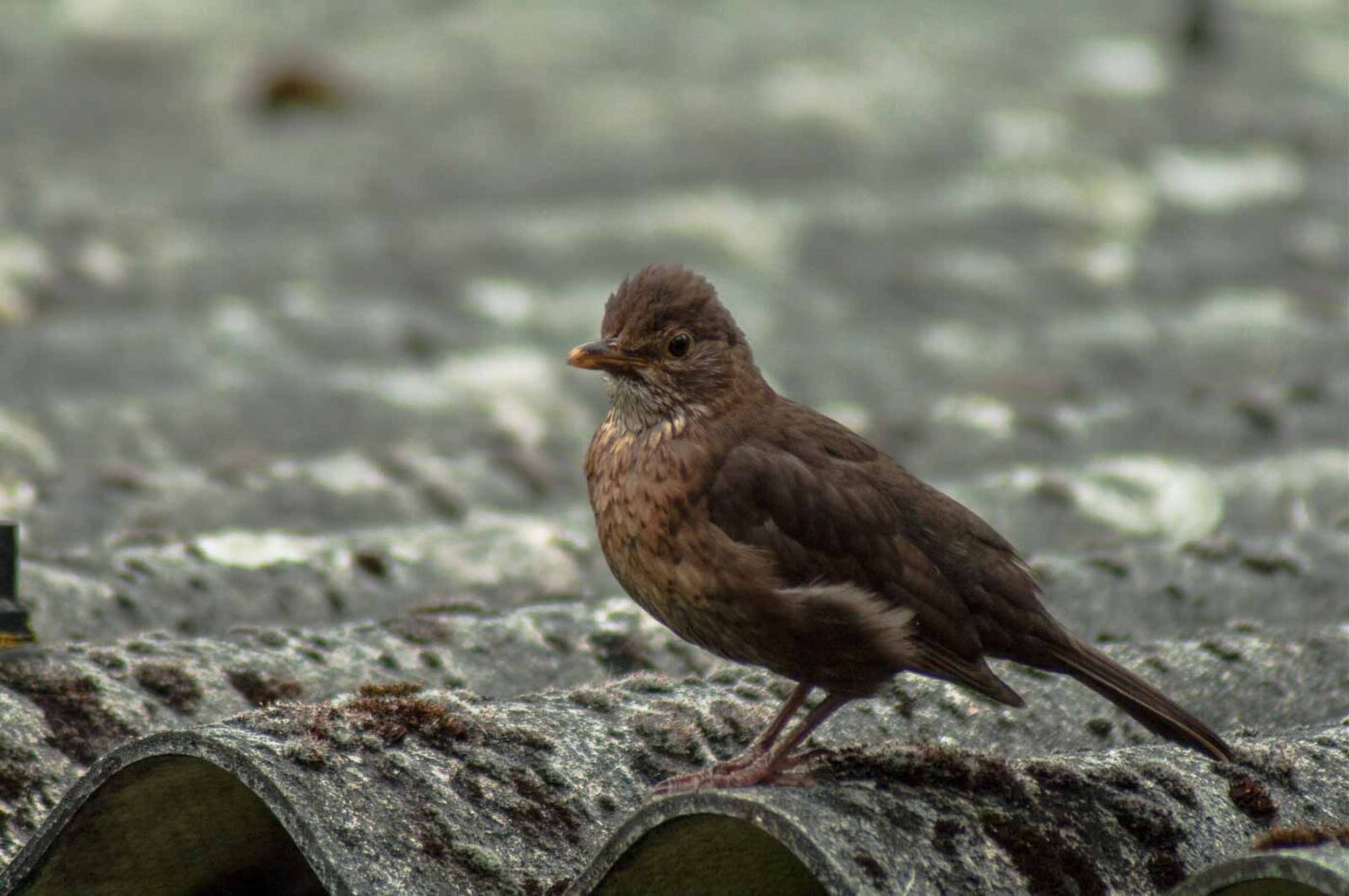 2017-07-16 - RE-sidenzia auf'm BallKong