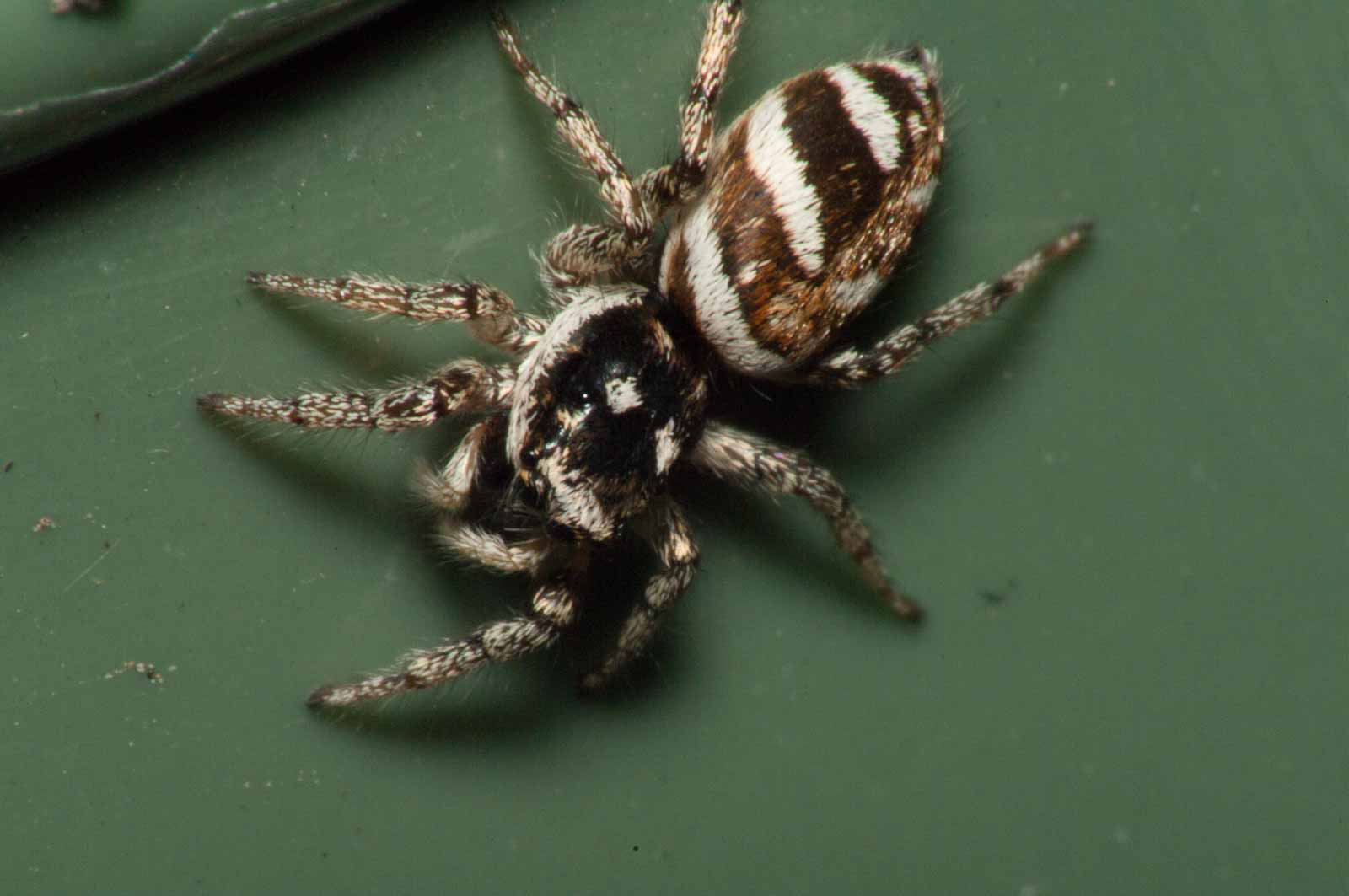 °harlekin-springspinne°