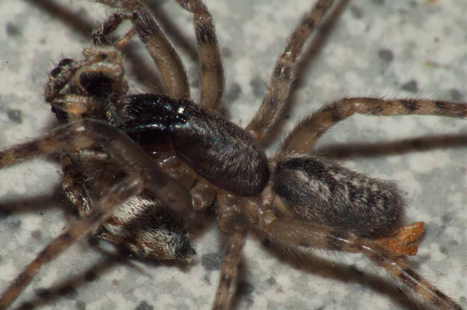 °glattbauchspinne°