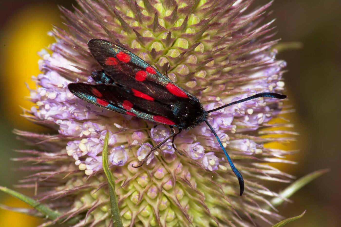 2017-07-23 - NSG Halde Pluto-Wilhelm HER-Wanne