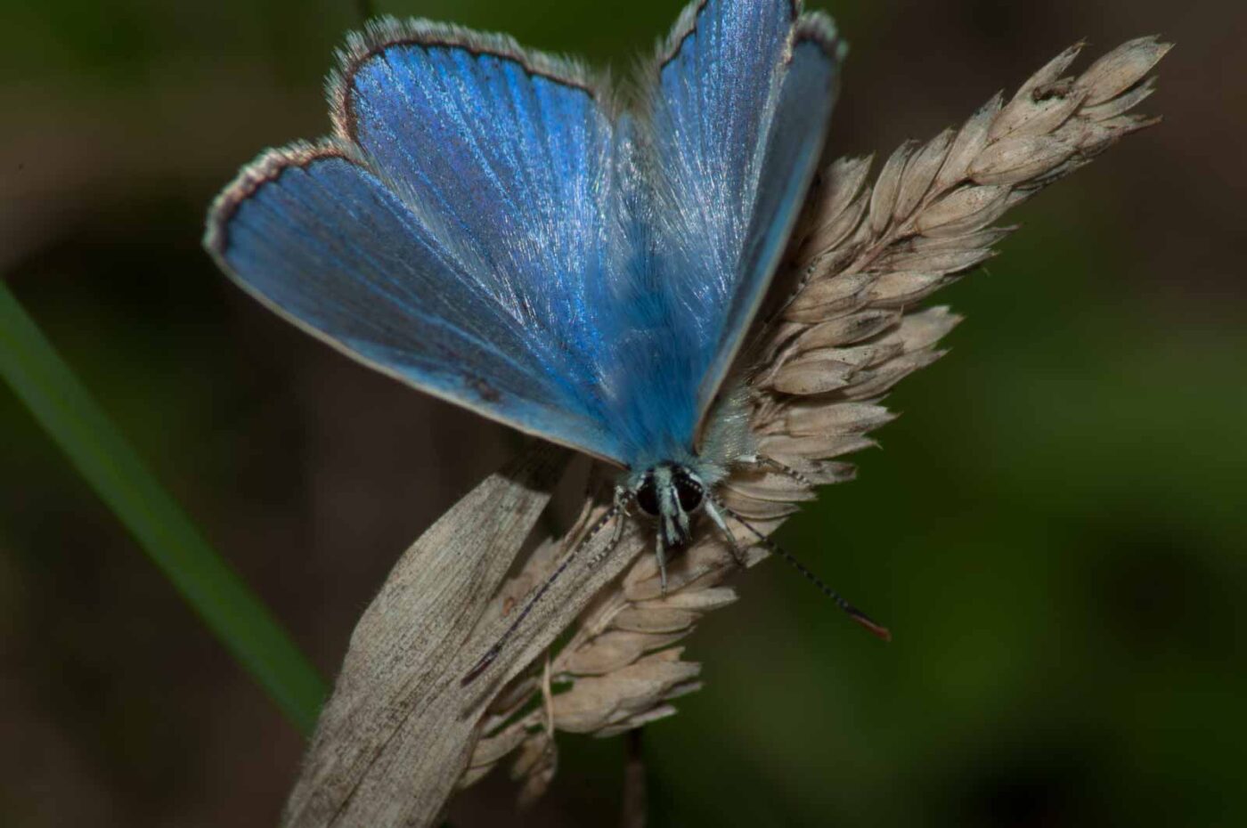 2017-07-23 - NSG Halde Pluto-Wilhelm HER-Wanne