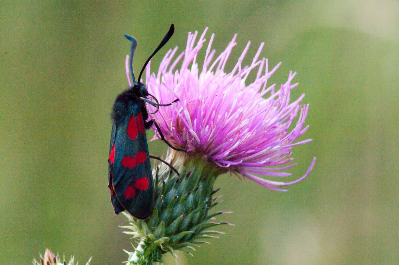 2017-07-26 - NSG Halde Pluto-Wilhelm HER-Wanne