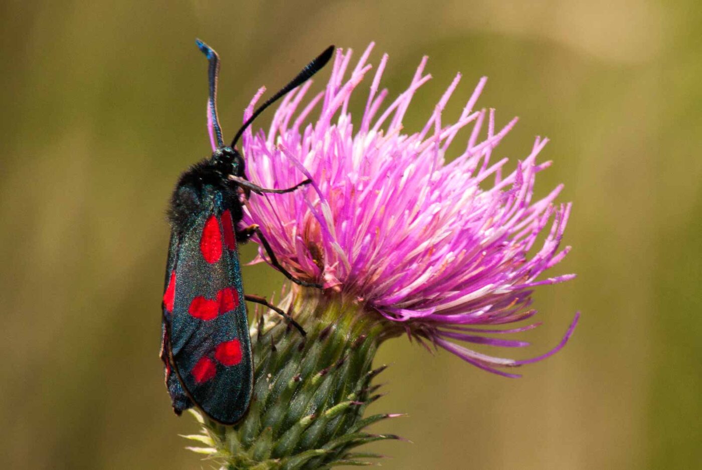 2017-07-26 - NSG Halde Pluto-Wilhelm HER-Wanne