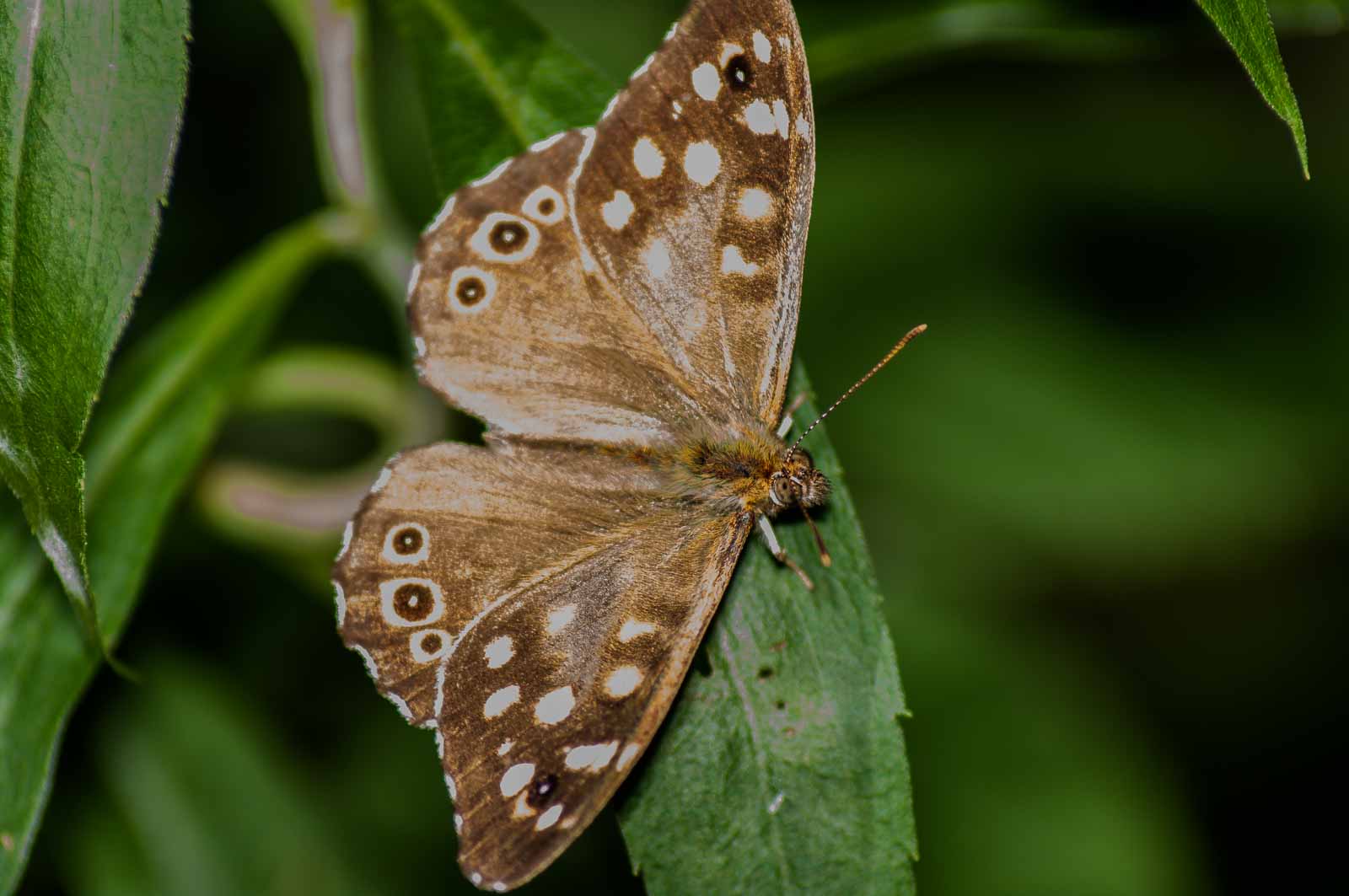 °waldbrettspiel°