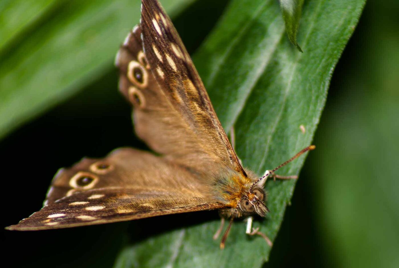 2017-07-26 - NSG Halde Pluto-Wilhelm HER-Wanne