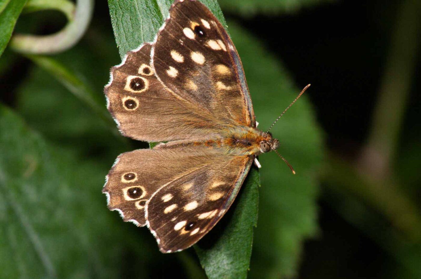 2017-07-26 - NSG Halde Pluto-Wilhelm HER-Wanne