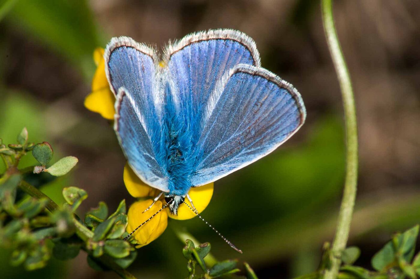 2017-07-26 - NSG Halde Pluto-Wilhelm HER-Wanne