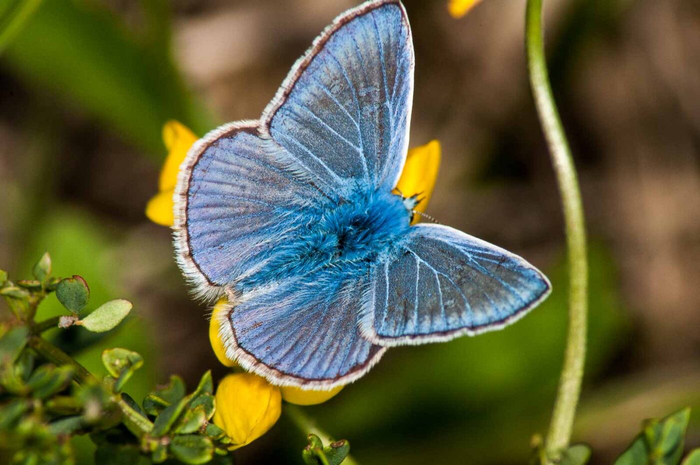 2017-07-26 - NSG Halde Pluto-Wilhelm HER-Wanne