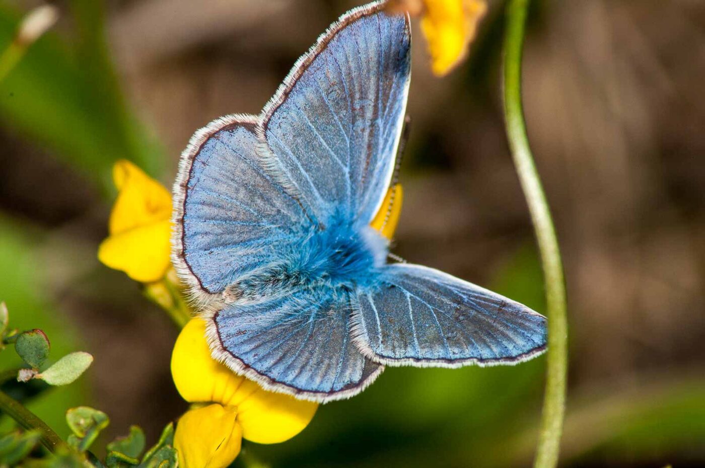 2017-07-26 - NSG Halde Pluto-Wilhelm HER-Wanne