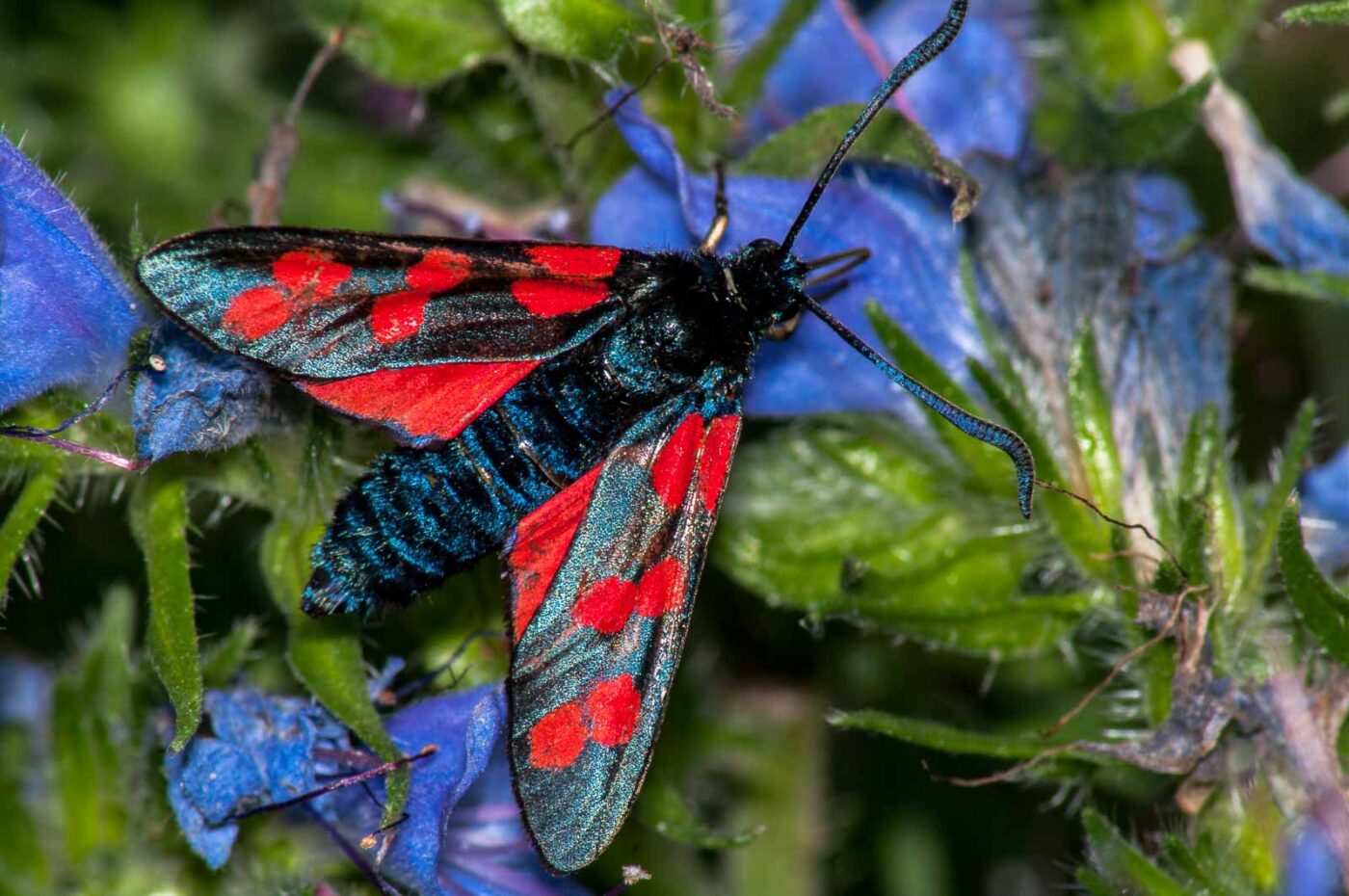 2017-07-26 - NSG Halde Pluto-Wilhelm HER-Wanne