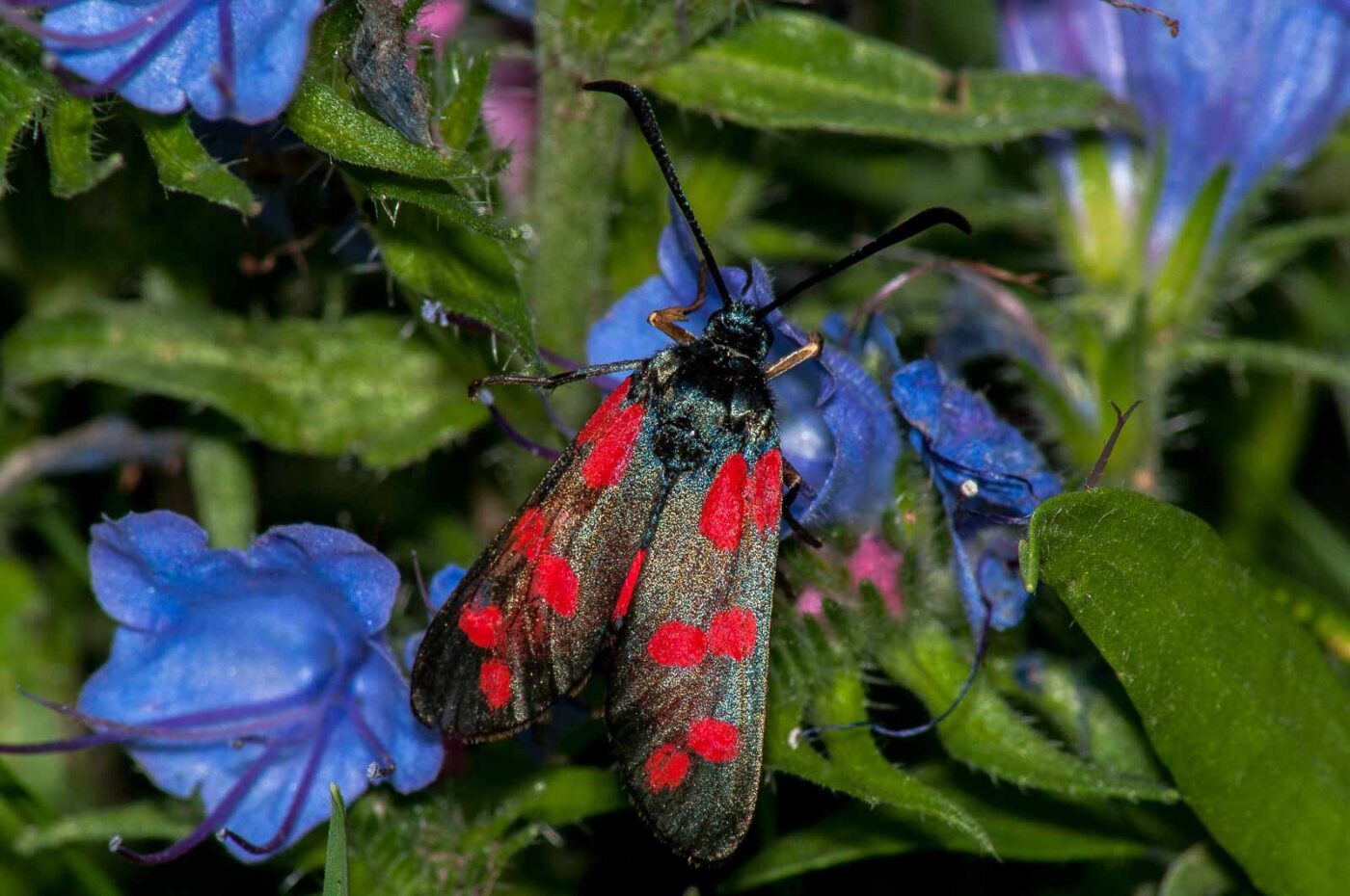 2017-07-26 - NSG Halde Pluto-Wilhelm HER-Wanne