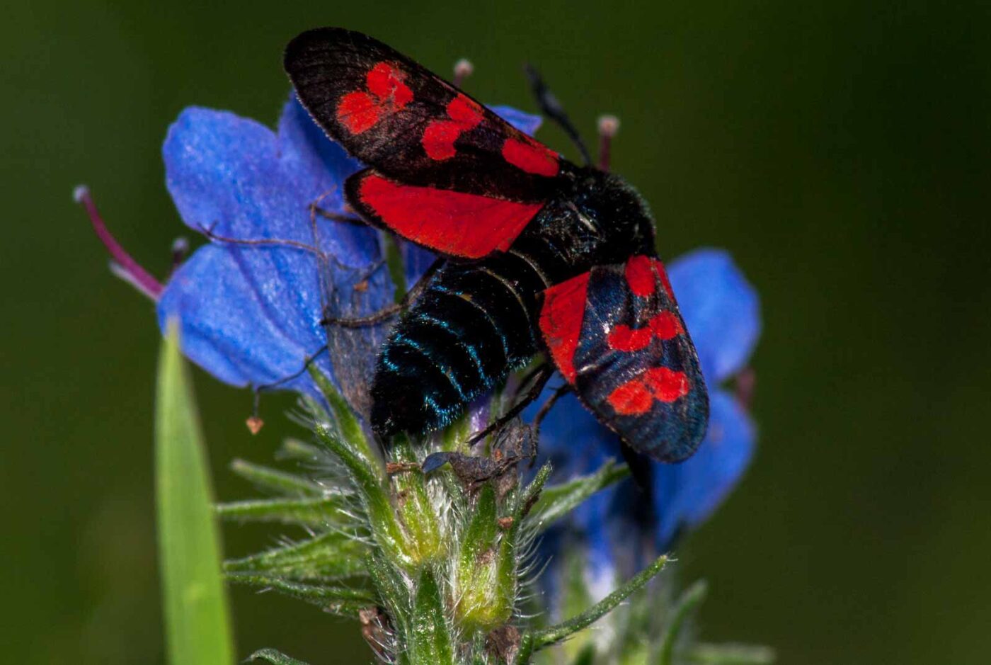 2017-07-26 - NSG Halde Pluto-Wilhelm HER-Wanne